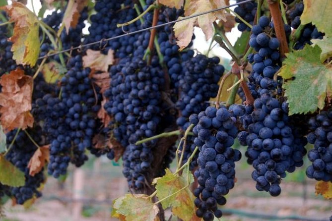 2 Hours Water to Wine Kayak Trip from Cottonwood - Alcantara Vineyards: Tuscan farmhouse tasting with your $20 credit