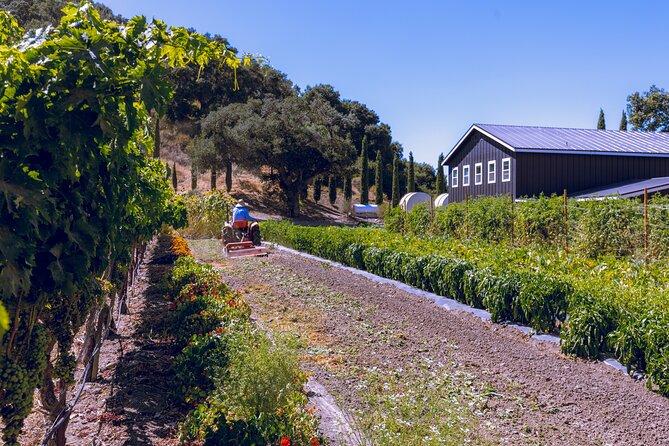 3-Winery Santa Ynez Tour with Picnic Lunch & Tastings from City - Key things that make this Santa Ynez tour worth your time