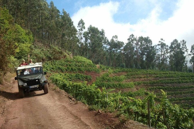 4x4 Safari Half day Poncha, Mountains, Vineyards and Cabo Girão Small group - Porto de Câmara de Lobos: fish boats, banana culture, and real coast town energy