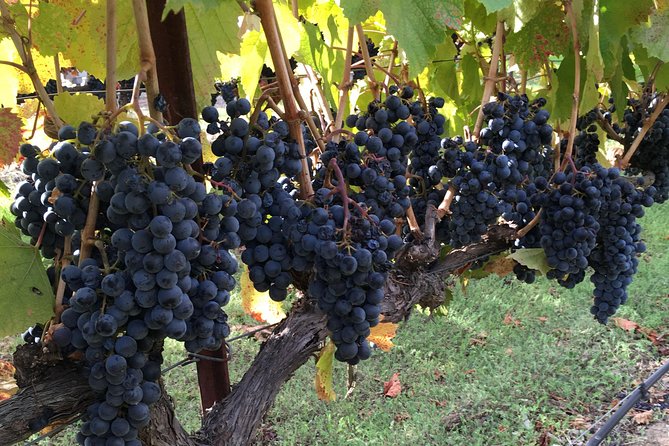 6 Hour Napa or Sonoma Valley Wine Tour by Private SUV - What’s included (and what you’ll pay at the wineries)