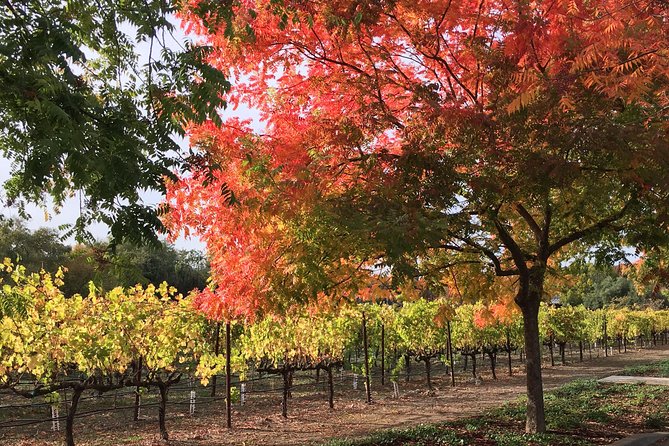 6 Hour Napa or Sonoma Valley Wine Tour by Private SUV - Napa Valley stops: tastings, food pairing ideas, and scenic breaks
