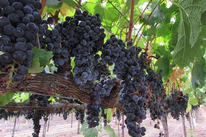 6 Hour Private Customized Wine Tour up to 7 Guests Napa & Sonoma - Practical Advice to Get the Best Day Possible