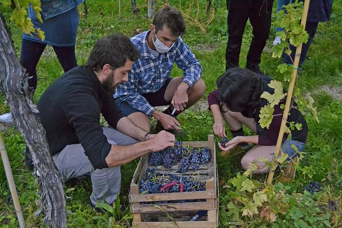 6 Wine Tasting in Valpolicella Classica: the cradle of Amarone - Price and Value: What $47.06 Buys You in 90 Minutes