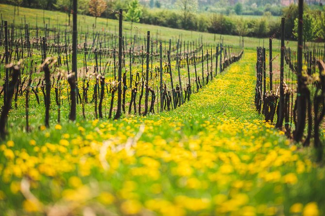 A delightful wine tasting in the scenic countryside with lunch - Winery visit at Johann W Winery: what you actually learn