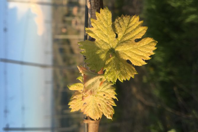 Abellonio Cascina Piccaluga - visit to the vineyards, to the wine tasting cellar - Abellonio Cascina Piccaluga: a family vineyard visit above Alba