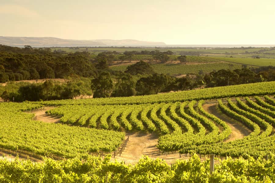 Adelaide: Half-day McLaren Vale & Glenelg Wine Tasting Tour - Chapel Hill Winery: award-winning pours in a historic chapel setting