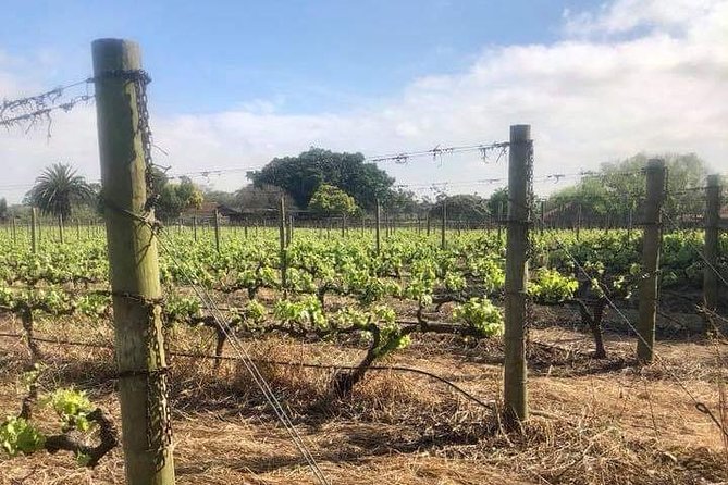 African Story Wine Tours in the Cape Winelands - How the 8:30am Cape Town start keeps your day efficient