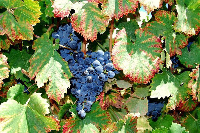 African Story Wine Tours in the Cape Winelands - Value check: is $102.95 a good deal?
