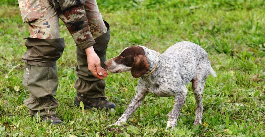 Alba: Truffle Hunting with Cheese, Truffle, & Wine Tastings - Key things to know before you go