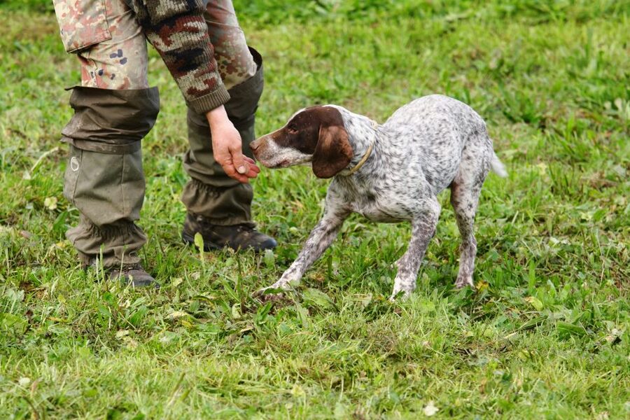 Alba: Truffle Hunting with Cheese, Truffle, & Wine Tastings - Truffle Hunting Near Monforte d’Alba: What the Walk Is Really Like