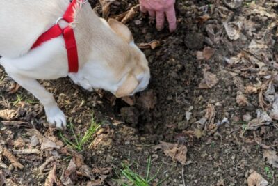 Alba: Truffle Hunting with Cheese, Truffle, & Wine Tastings - The Trifolao and His Dogs: Why Their Training Matters