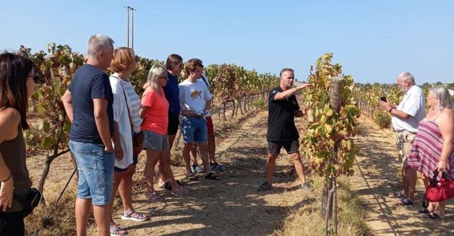 Albufeira/Vilamoura: Winery Tour with Wine Tasting and Tapas - Wine Tasting With Portuguese Tapas: What You’re Really Paying For