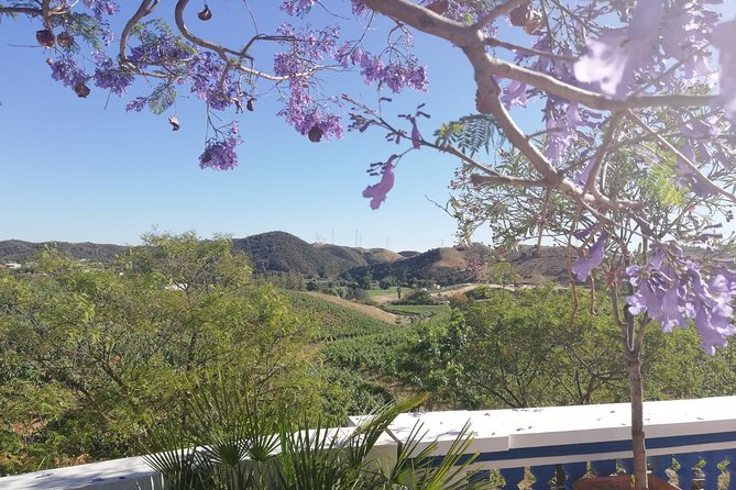 Albufeira Wine Tasting: Boutique Winery Tour & Historic Silves - Price and value in the Algarve: what $78.64 buys you