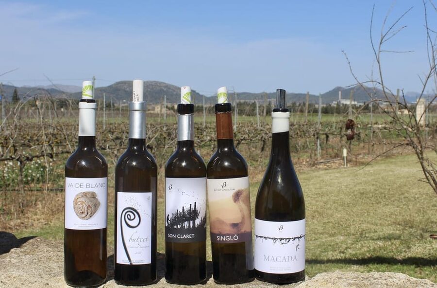 Alcúdia/Can Picafort: Guided Vineyard Visit and Wine Tasting - Key things to know before you go