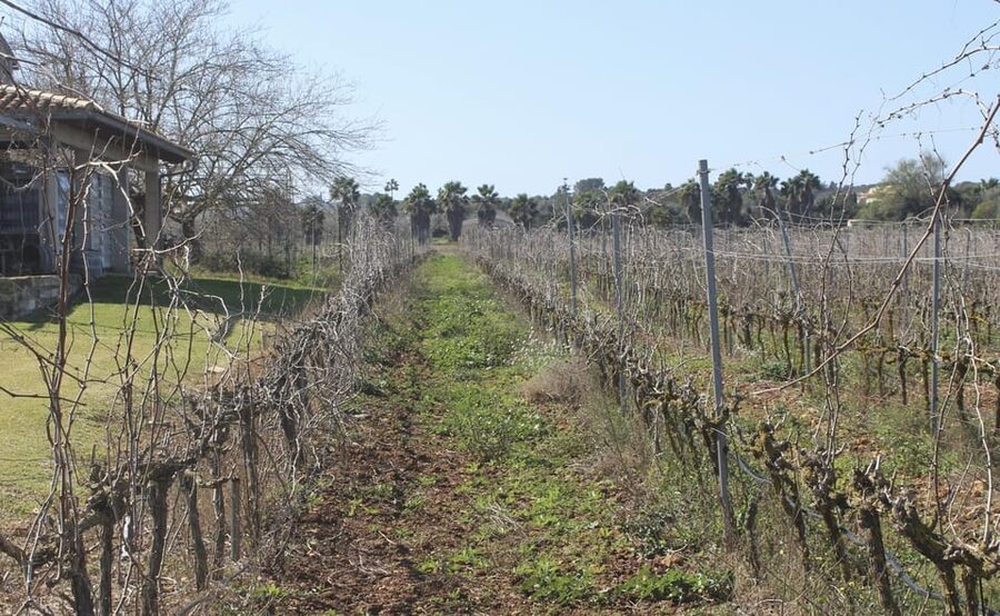Alcúdia/Can Picafort: Guided Vineyard Visit and Wine Tasting - A small Mallorca winery outside Alcúdia: what you’re paying for