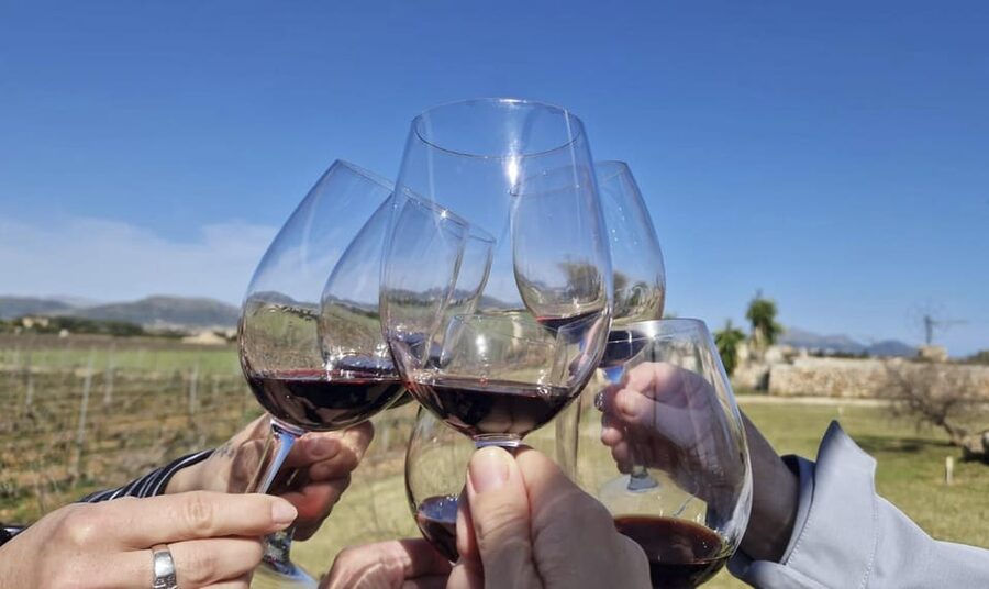 Alcúdia/Can Picafort: Guided Vineyard Visit and Wine Tasting - The vineyard walk: seeing the terroir you’ll taste later