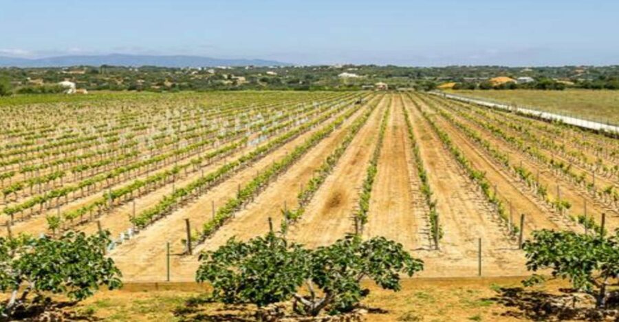 Algarve: Classic Wine Tour & Tasting in Silves - Why a Silves winery tour beats a quick tasting stop
