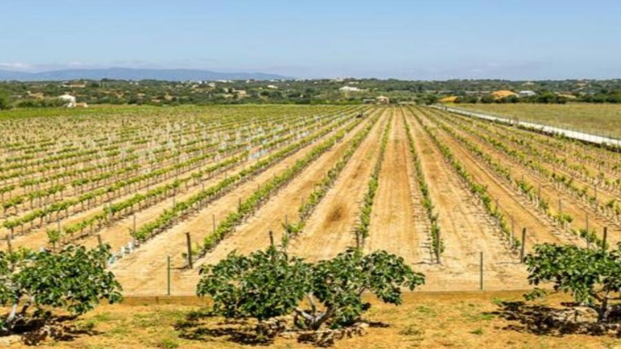 Algarve: Classic Wine Tour & Tasting in Silves - Vineyard walk: seeing the grapes before you taste them