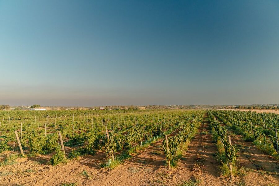 Algarve: Classic Wine Tour & Tasting in Silves - Production rooms and cellar time: where the magic becomes process