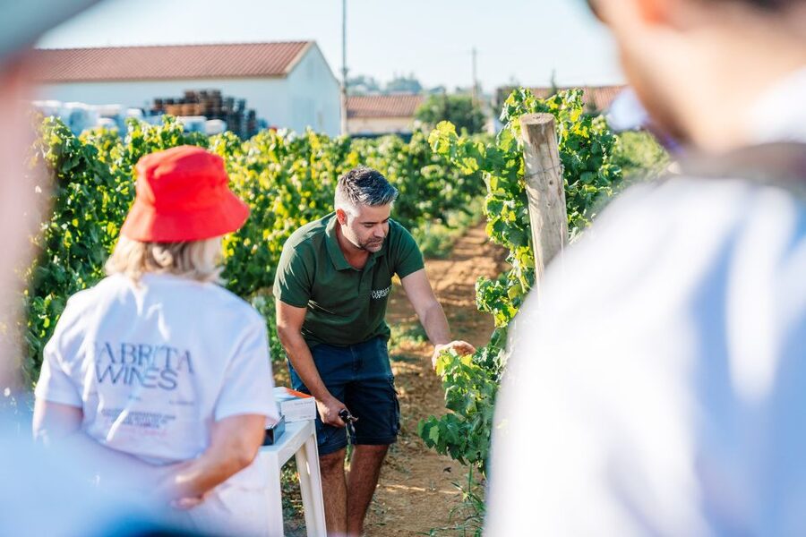Algarve: Classic Wine Tour & Tasting in Silves - Buying bottles on site: easy take-home value