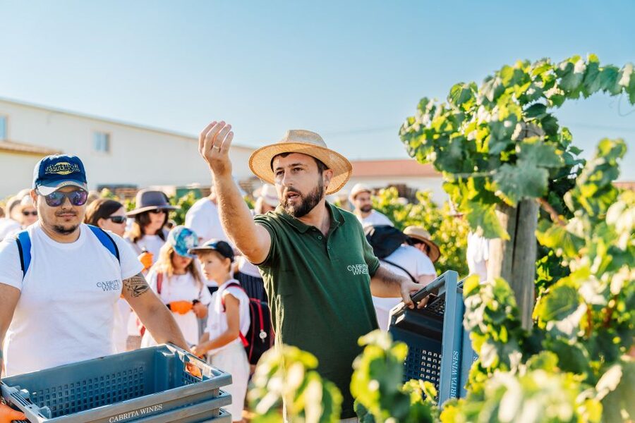 Algarve: Classic Wine Tour & Tasting in Silves - Who this tour fits best (and who might not)