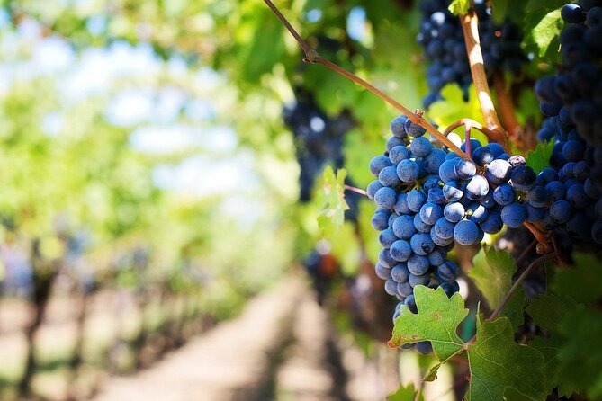 Algarve Landscapes & Winery - The Guide Matters: Why Names Keep Coming Up