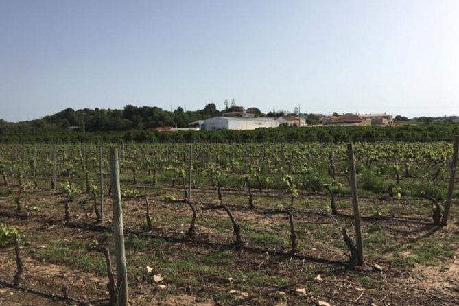 Algarve wine tour and mountain top trip with lunch or dinner at sunset time - Villa Alvor: Family Cork-Forest Country and Algarve DO Winemaking