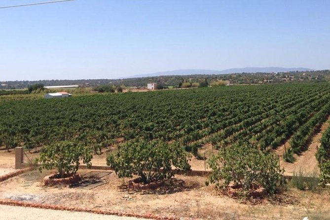 Algarve wine tour and mountain top trip with lunch or dinner at sunset time - Comfort, Timing, and Small-Group Details That Matter