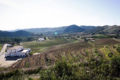 Algarve Wine Tour of Two Wine Estates - Villa Alvor: Cork Trees, Citrus, and Monchique Views from a Family Estate