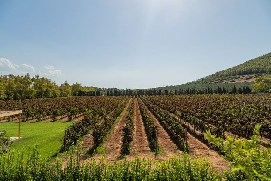 Alghero: Wine and Olive Oil Tasting at a Local Farm - Olive oil tasting at the end: cold-pressed, traditional, and memorable