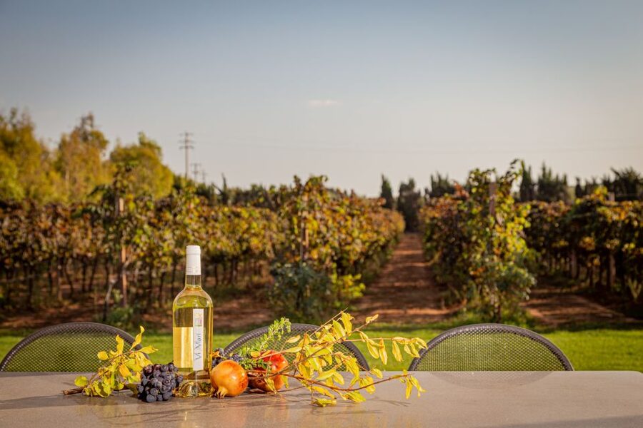 Alghero: Wine and Olive Oil Tasting at a Local Farm - Who should book this tasting, and who should skip it