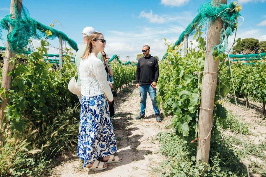 Alicante: Countryside Wine Tour with 4 Tastings - Getting picked up: simple, comfortable, and not stressful