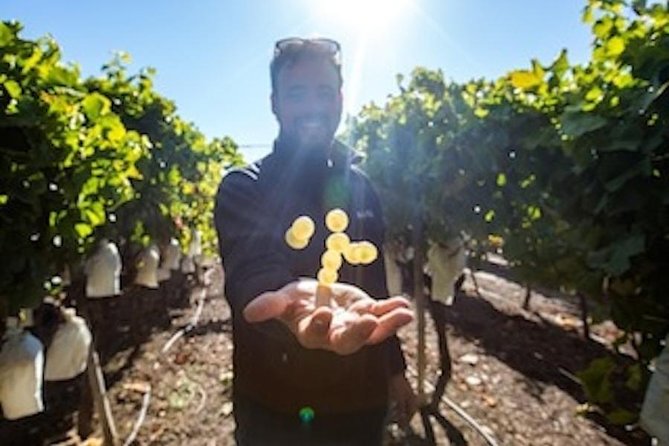 Alicante: Small-Group Countryside Wine Tour with 4 Tastings - Getting from Alicante Port to the Vines (Without Wasting Time)