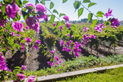 Alicante: Small-Group Countryside Wine Tour with 4 Tastings - The Winery Walk: Vineyards, Cellar, and the Family Side of Wine