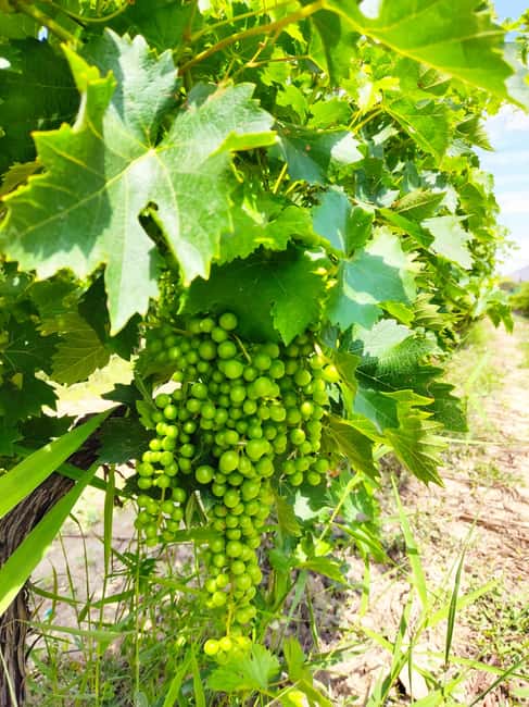 Alicante: Small-Group Countryside Wine Tour with 4 Tastings - FAQ