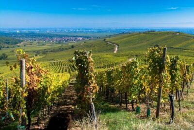 Alsace Full Day Wine Tour from Colmar - The 9:30 start at Pl. Scheurer Kestner and how the day flows