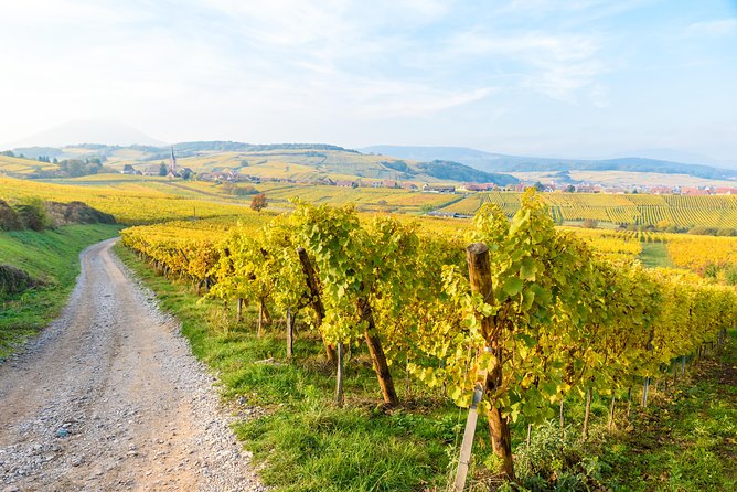 Alsace Half Day Wine Tour from Colmar - Price and Value: Is This Worth $118.52?