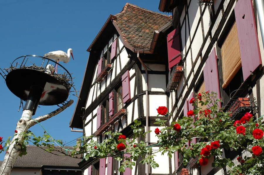 Alsace Half-Day Wine Tour from Strasbourg - Price and value: what $153 gets you in the real world