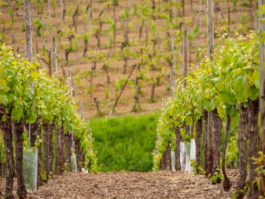 Alsace Half-Day Wine Tour from Strasbourg - What to bring (and how to not waste the morning)