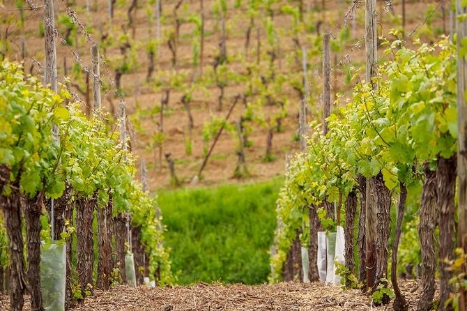 Alsace Wine Route Small Group Half-Day Tour with Tasting from Strasbourg - What you learn on the road: why Alsace is built for aromatic white wines