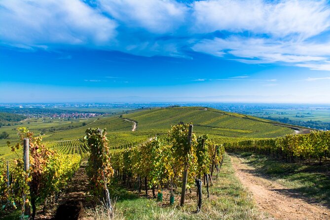 Alsace Wine Route Wineries & Tasting Small Group Guided Tour from Strasbourg - Dambach-la-Ville: caveau tastings and Gewürztraminer context