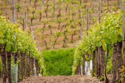 Alsace Wine Route Wineries & Tasting Small Group Guided Tour from Strasbourg - Strasbourg meet-up and the comfort factor