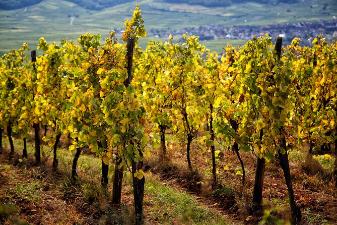 Alsace Wine Route Wineries & Tasting Small Group Guided Tour from Strasbourg - Guides and the real value of small-group time