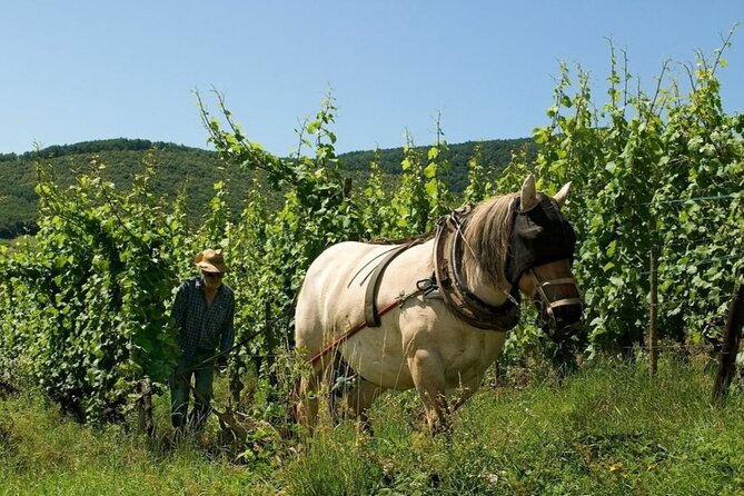 Alsace wine tour and medieval villages. Small group guided tour - Kientzheim: the quieter partner in a multi-village wine day