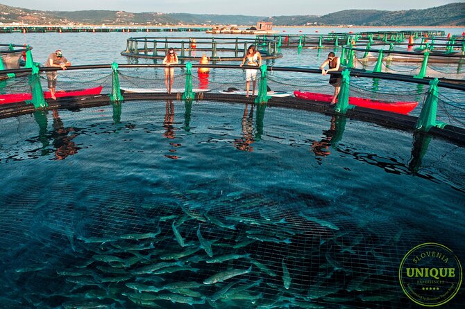 An Unforgettable Day With Fish, Wine and Olive Oil Tasting - Weather Backup: How to Think About Risk Before You Commit