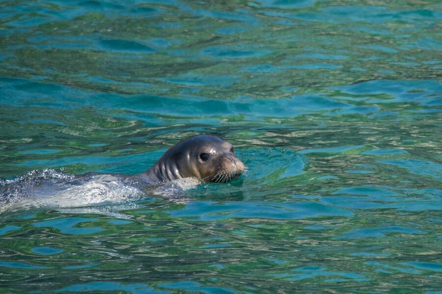 Argostoli: Full-Day Boat Trip with Lunch & Wine - Argostoli Bay return cruise: watching for dolphins and sea turtles