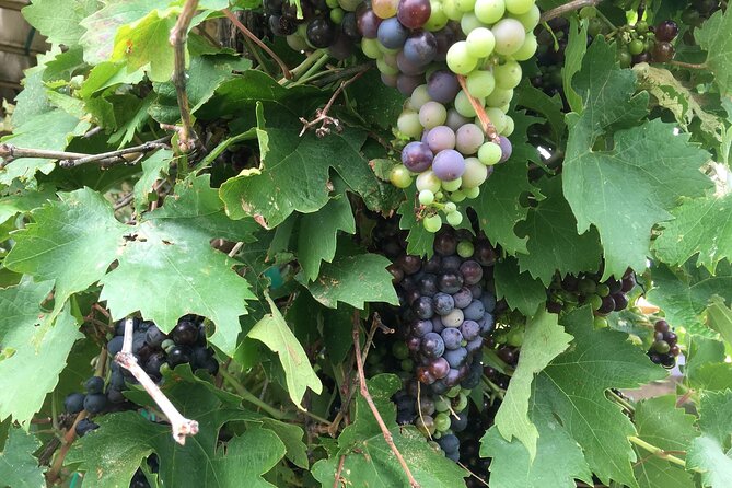 Arizona Winery All-Inclusive Tour with Lunch & Tastings - Price and value: where the $199 works and where it might not