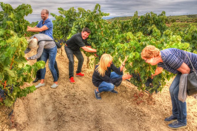 Authentic Rioja Wine Experience - Vineyard time in Rioja: seeing vines as more than a backdrop
