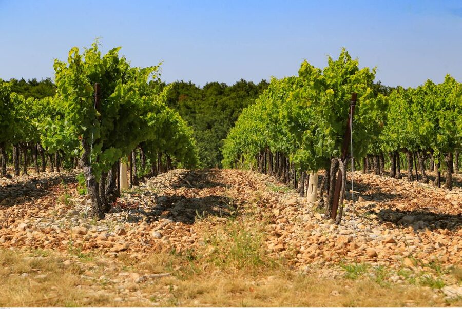 Avignon: Full-Day Wine Tour around Châteauneuf-du-Pape - The Guide Makes the Day: Picking Up the Region’s Rules and Style