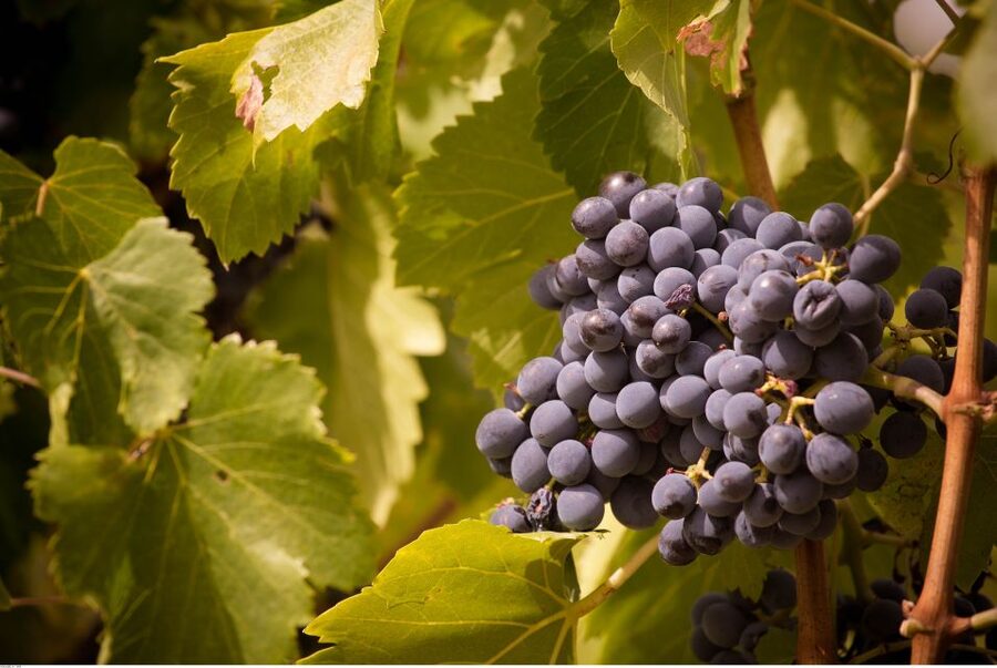 Avignon: Full-Day Wine Tour around Châteauneuf-du-Pape - Price and Value at $188 for 9 Hours